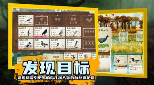 鸟类观察家截图2