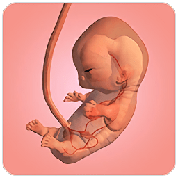 安卓游戏下载：《孕期成长游戏》中文版，体验生命的诞生